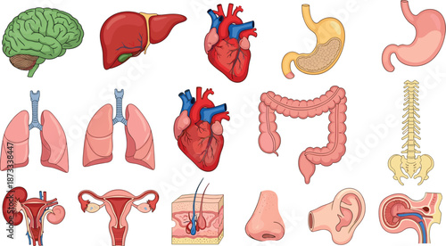 Human organ anatomy set, detailed medical illustrations, internal body structure graphics, educational biology chart, health science art, flat vector illustration
