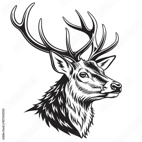 Detailed engraving of a majestic stag head in a striking black and white illustration silhouette