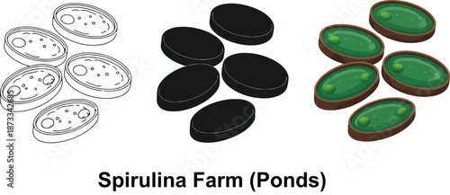 Spirulina farm ponds illustration showing cultivation stages from outline to harvesting vector graphics for health and nutrition concepts