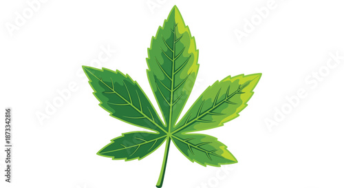 A single vibrant green palmate leaf with deep serrated edges stands isolated against.