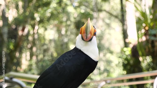 Exotic toucan bird in natural setting near Iguazu Falls in Foz do Iguacu, Brazil. Attacking Colorfull tucan parrot. High quality 4k footage