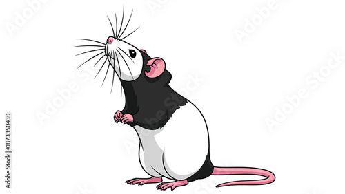 Cartoon black and white rat illustration standing on hind legs, looking up. Cute domestic pet rodent isolated on white background.