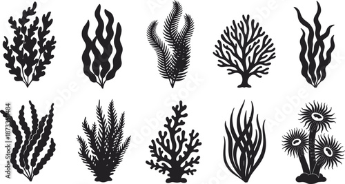 Collection of various seaweed and coral illustrations