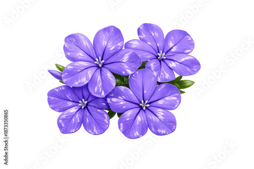 Vibrant purple flowers blooming, abstract botanical illustration with textured petals, spring nature artwork on transparent background