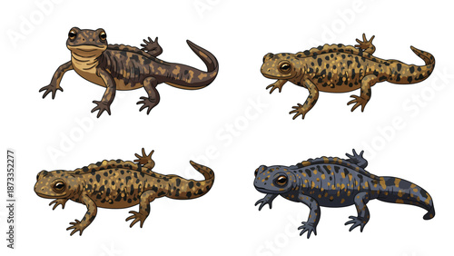 Diverse Newt and Salamander Species Illustrations Set. Amphibian Variety Collection Isolated on White Background.