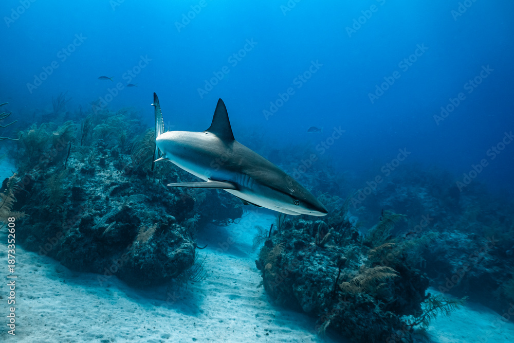 Fototapeta premium Exploring marine life in the clear waters of the Bahamas