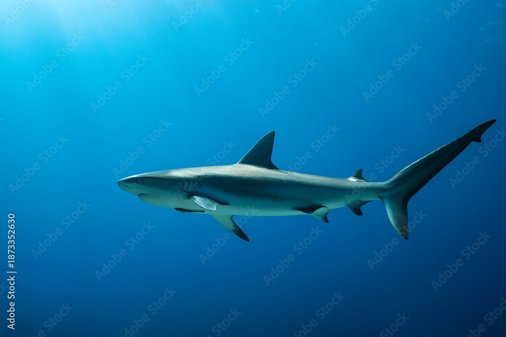 Fototapeta premium Caribbean reef shark swims gracefully in the clear waters of the Bahamas