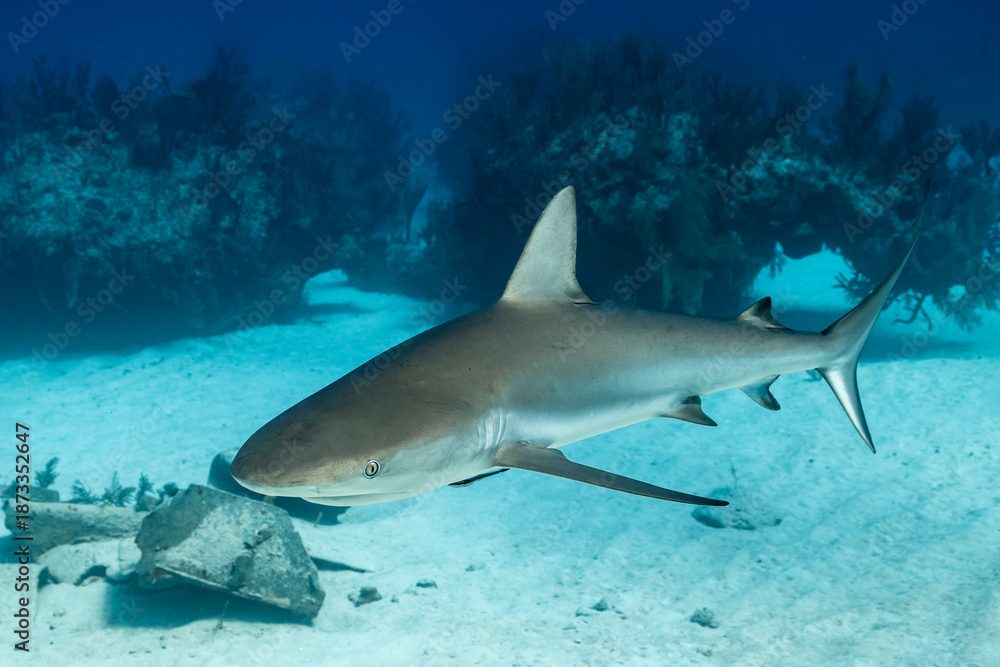 Fototapeta premium Exploring a wreck with a Caribbean reef shark in the Bahamas