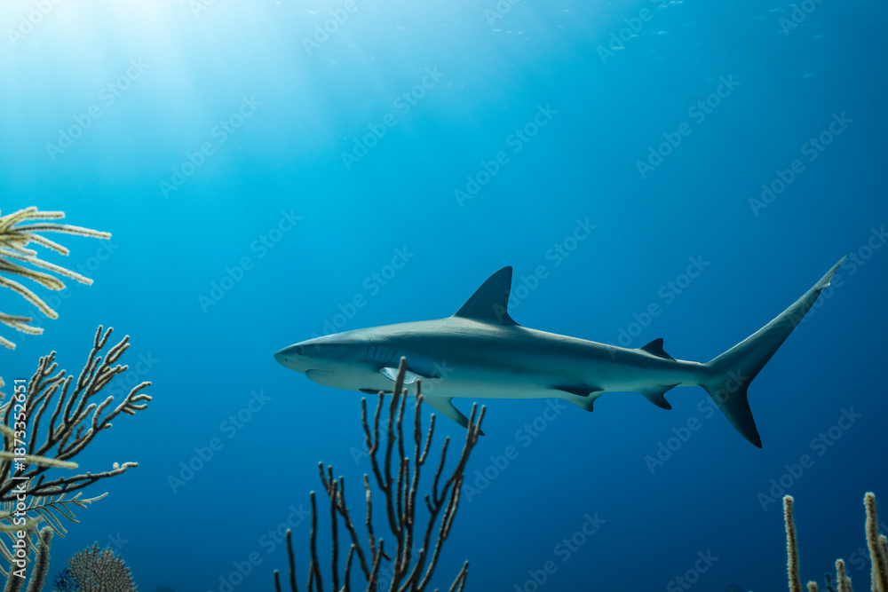 Fototapeta premium Shark swimming near coral in the clear waters of the Bahamas