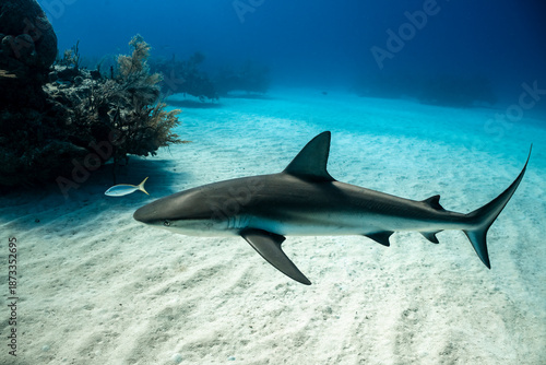 Wallpaper Mural Exploring the hyperbaric chamber wreck with Caribbean reef shark in Bahamas Torontodigital.ca