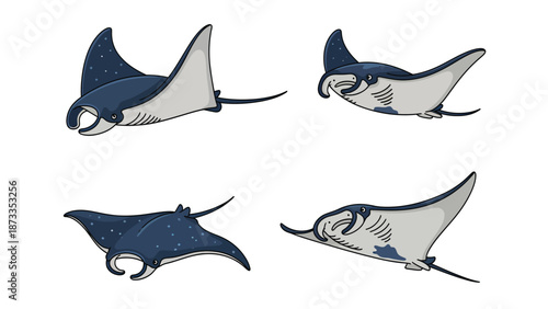 Manta Ray Vector Illustrations Set. Ocean marine animal drawings in various swimming poses, isolated on white background.