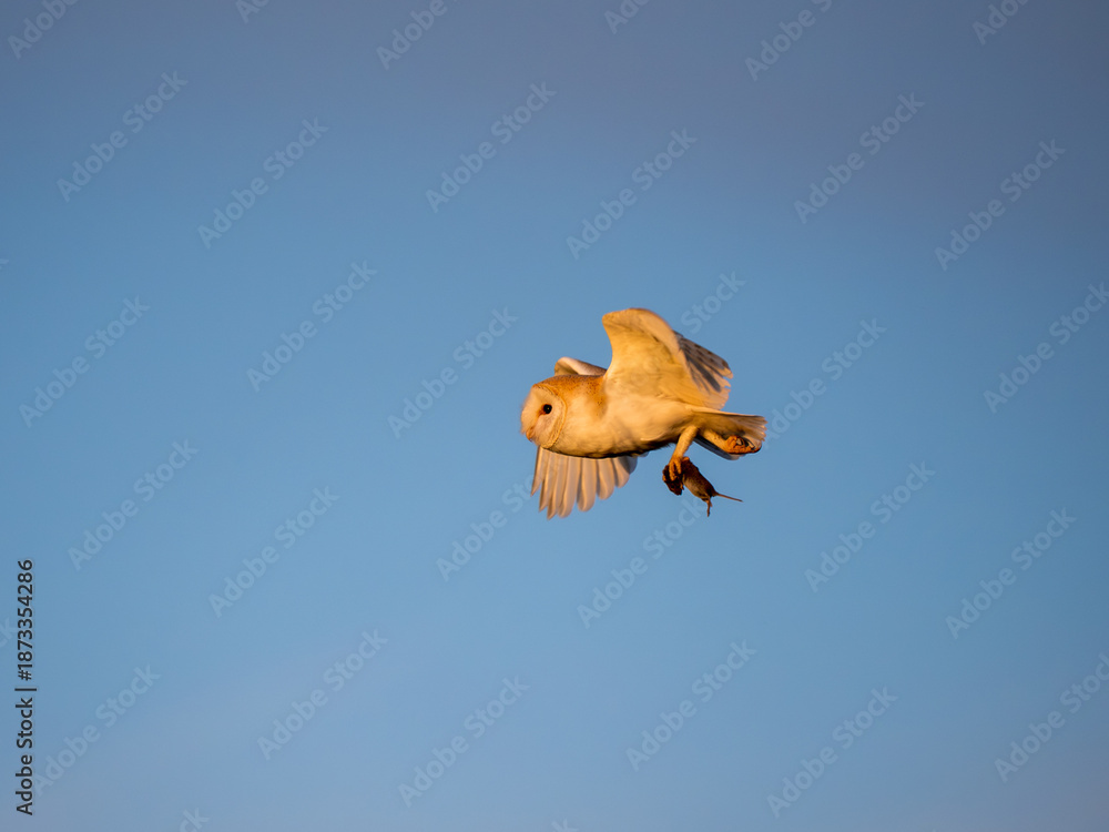 Obraz premium A Barn Owl Flying Back to its Nest Having Capured a Mouse