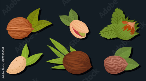 Raw nuts. Almond, cashew and walnut with leaves, vegetarian diet organic snack flat vector illustration set. Delicious nuts on dark background