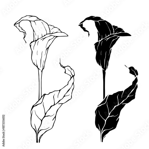 Line sketch, silhouette of exotic calla lilies. Decorative botanical elements. Vector graphics.