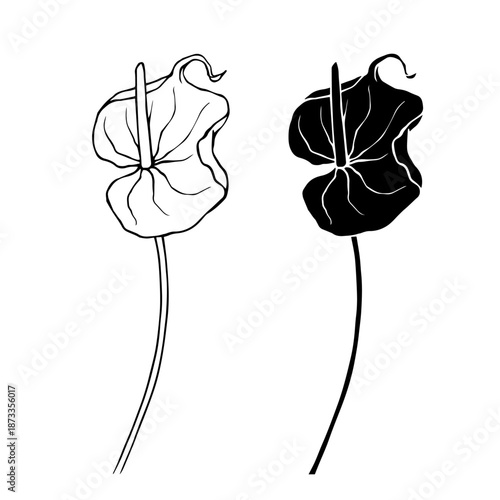 Line sketch, silhouette of exotic calla lilies. Decorative botanical elements. Vector graphics.