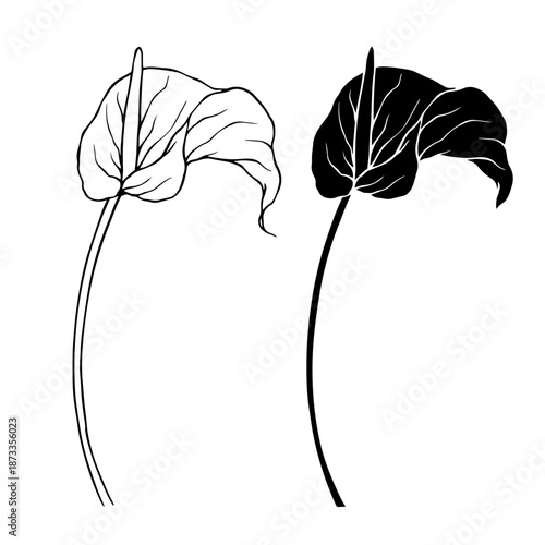 Line sketch, silhouette of exotic calla lilies. Decorative botanical elements. Vector graphics.