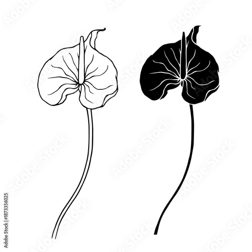 Line sketch, silhouette of exotic calla lilies. Decorative botanical elements. Vector graphics.