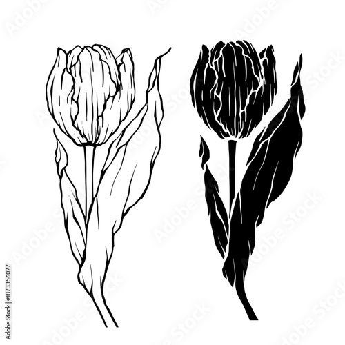 Line sketch, silhouette of spring tulip flowers. Decorative botanical elements. Vector graphics.