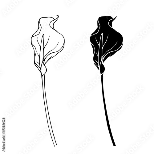 Line sketch, silhouette of exotic calla lilies. Decorative botanical elements. Vector graphics.