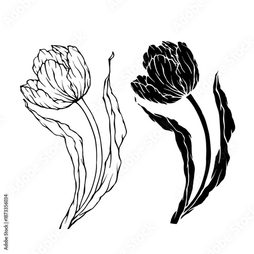 Line sketch, silhouette of spring tulip flowers. Decorative botanical elements. Vector graphics.