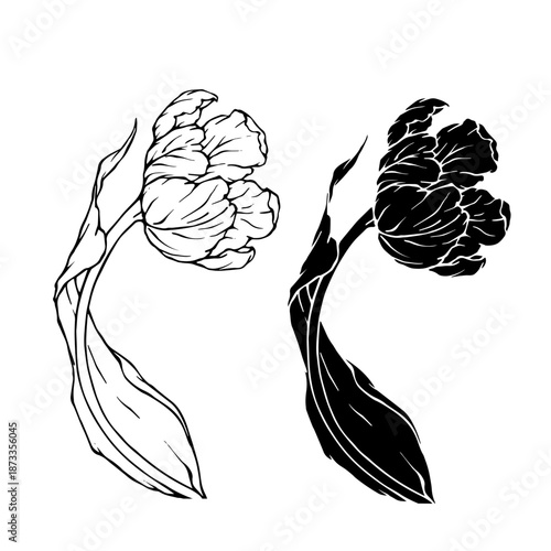 Line sketch, silhouette of spring tulip flowers. Decorative botanical elements. Vector graphics.
