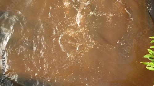 The biggest freshwater fish arapaima or pirarucu in Brazil catching a small fish. Rio Negro river close to the city of Manaus in the Brazilian Amazon Forest. Wild animal. High quality 4k footage.