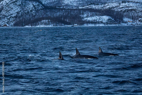 Orcafamilie im Fjord von Norwegen mit verschneiter Landschaft und Bergen
