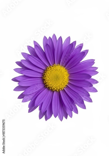 A vivid purple aster bloom, showcasing intricate petals and bright yellow center, isolated against a pure, clean white background ,studio ,cutout ,natural