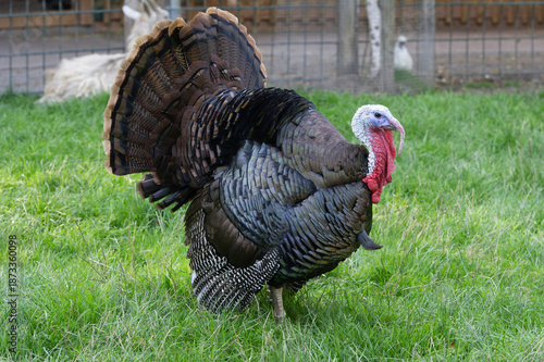 Truthahn auf der Wiese