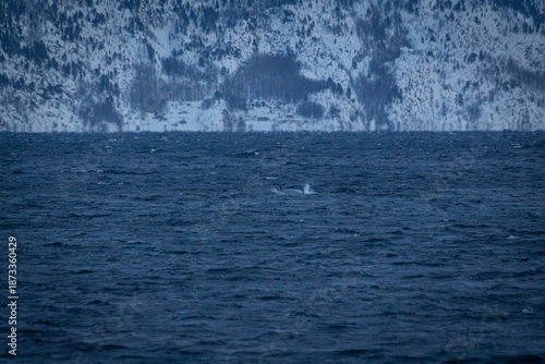 Orcafamilie im Fjord von Norwegen mit verschneiter Landschaft und Bergen
