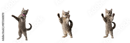 Vászonkép Set of Grey Tabby Cats Standing on Hind Legs with Front Paws Raised in Various P