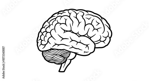 human brain vector illustration