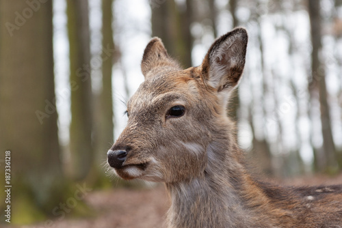 Porträt eines jungen Damwilds