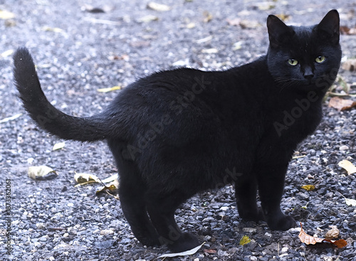 Begegnung mit einer schönen schwarze Katze