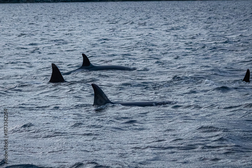 Orcafamilie im Fjord von Norwegen mit verschneiter Landschaft und Bergen
