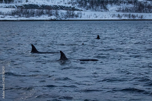 Orcafamilie im Fjord von Norwegen mit verschneiter Landschaft und Bergen
