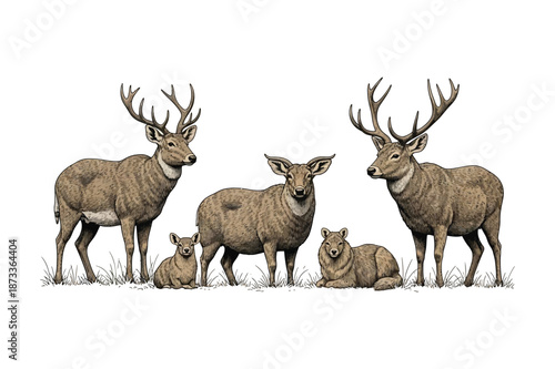 Detailed illustration of a deer family in a grassy field