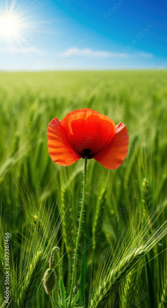 Naklejka premium Vibrant red poppy blooming solitary in a vast green meadow under bright summer sunshine, symbolizing peace and natural beauty ,sunlight, spring, grass