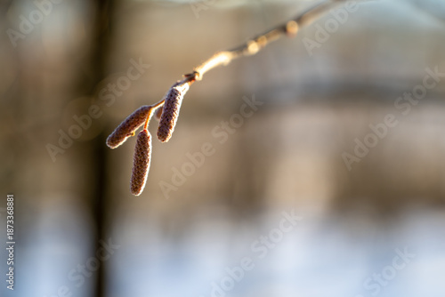 Close-up of walnut catkins on a twig