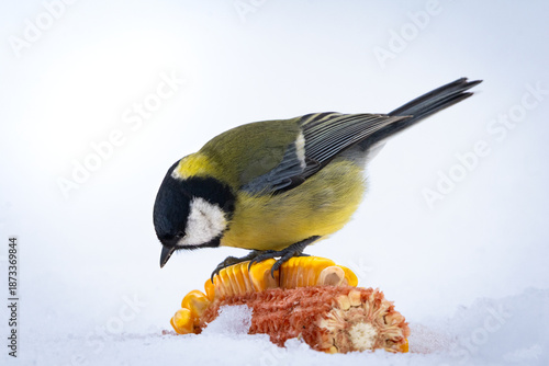 Great tit eating corn in snow