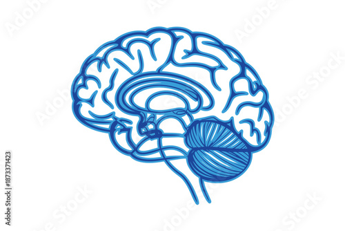 A detailed illustration of the human brain in blue on a white background