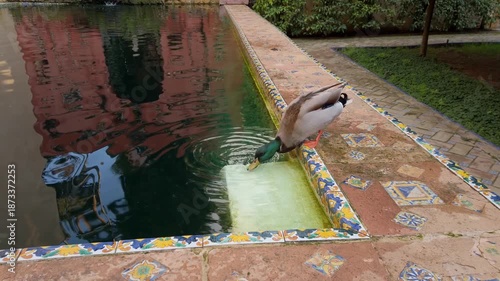 Mallard duck drinking in a fountain at the gardens of Royal Alcazar Palace in Seville, Spain