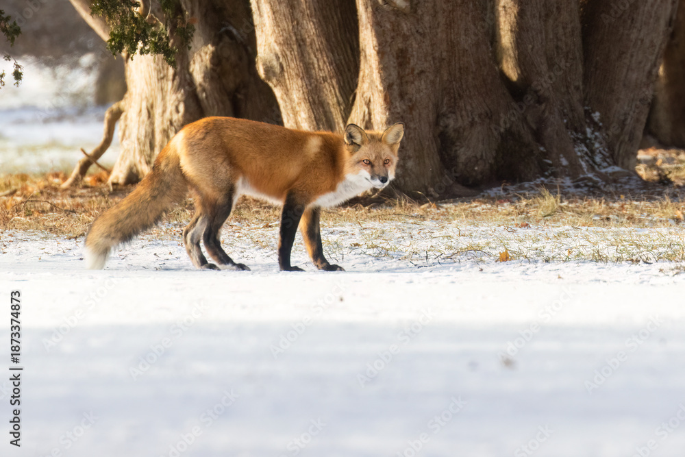 Obraz premium Male red fox in harsh Canadian winter