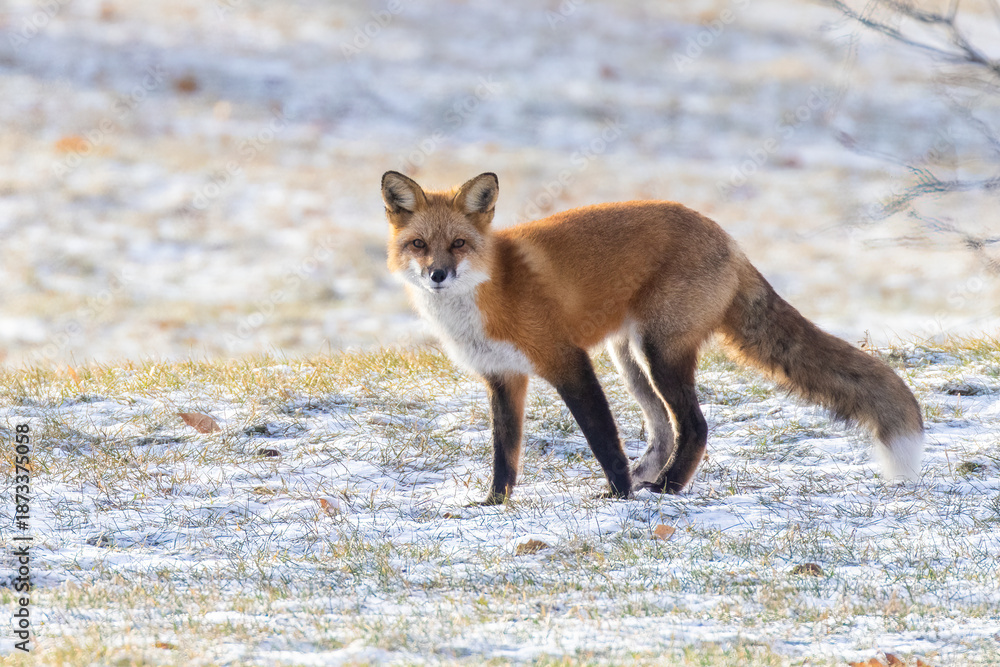 Obraz premium Male red fox in harsh Canadian winter