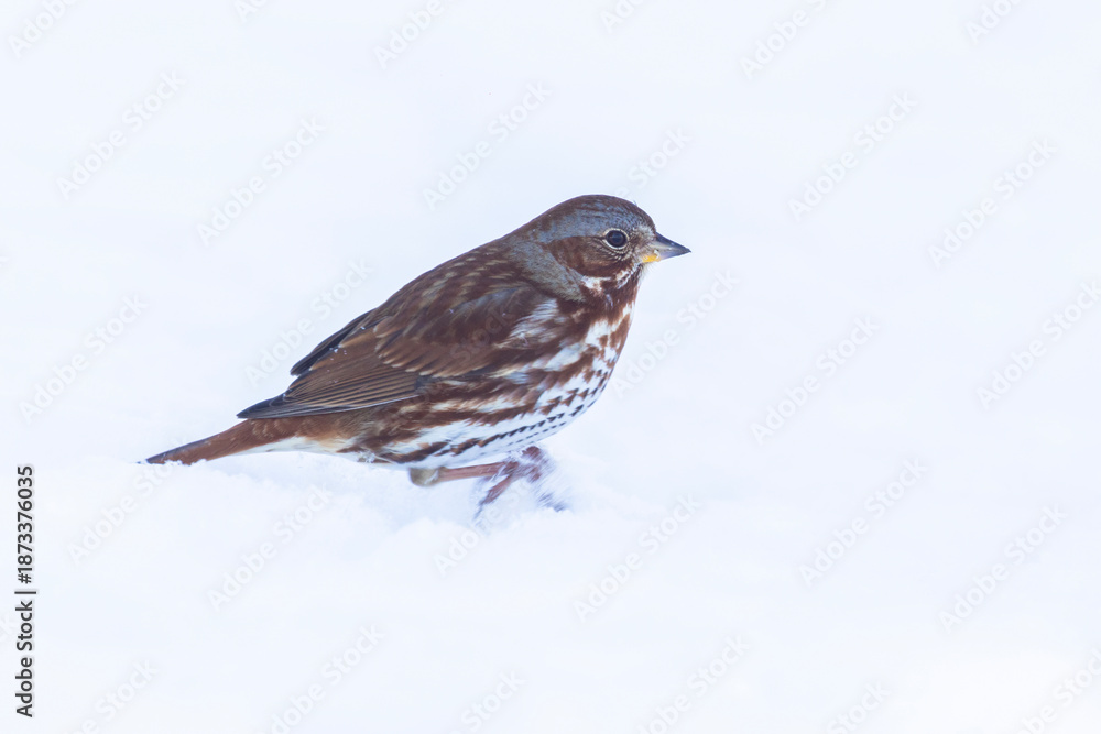 Obraz premium fox sparrow (Passerella iliaca) in winter