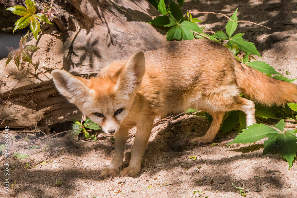 Fototapeta premium Fennec fox or desert fox, cute little fox in zoo