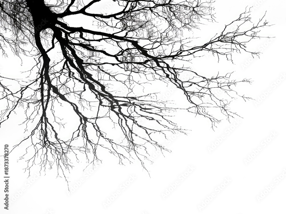 Obraz premium Bare Tree Branch Silhouette Against White Minimal Background