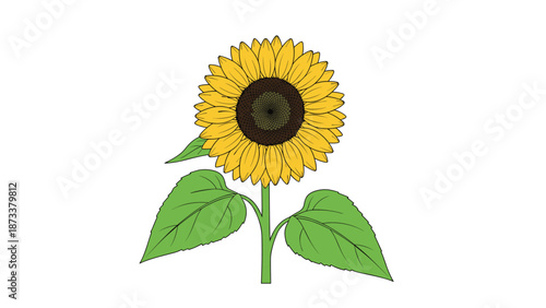 Bright and cheerful illustration of a single sunflower with a large yellow blossom and green leaves on a sturdy stem for summer themes.