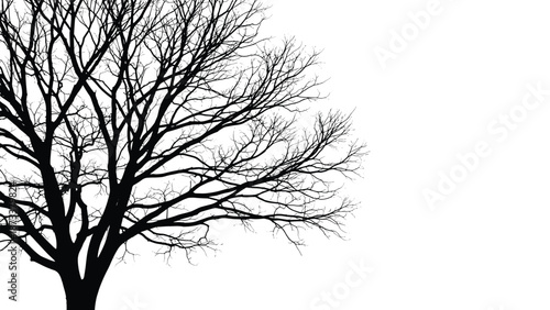 Intricate black silhouette of a winter tree without leaves showing many small branches against a white background for nature-themed art.