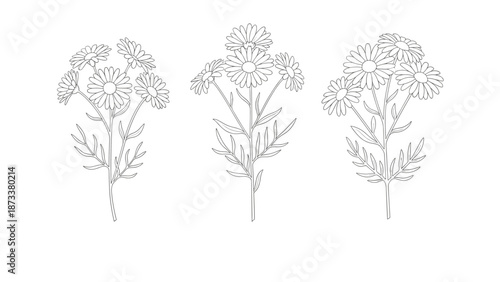 Three delicate black and white line art sketches show bunches of daisy flowers with multiple petals and thin stems in a minimalist style.
